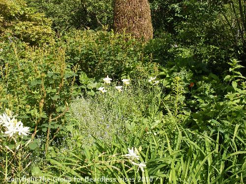 hidcote (15)